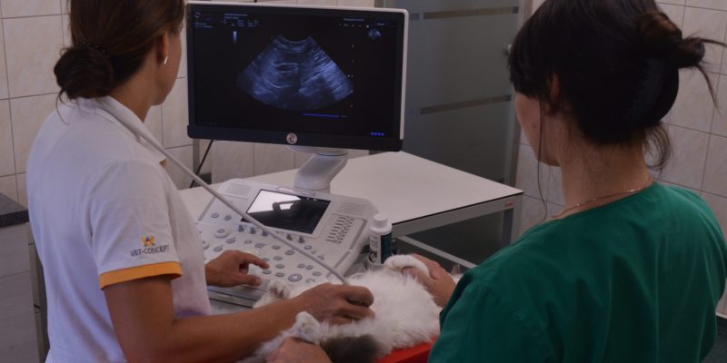 Diagnostik-Behandlung-II-Sonografie-scaled-800x400.jpg
